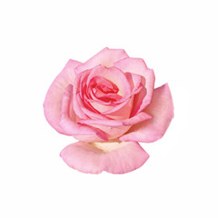 Beautiful pink rose isolated on a white background