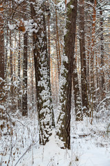 Winter forest in Siberia, pine trees and trees in the snow