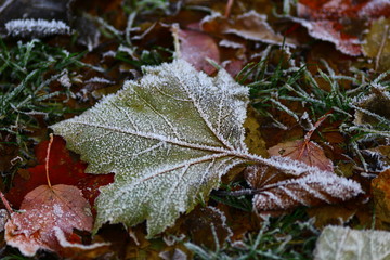 Frosty winter leaves with ice crystals on