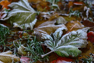 Large frozen leaves on the ground in different colours