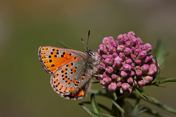 Mediterranean poppy butterfly; Tomares nesimachus