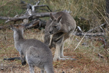 Macropus giganteus kangaroo in Australian Outback, Down under © Sarah