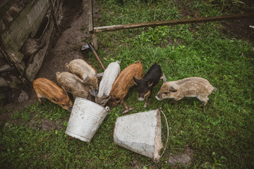 Bunch of little pigs having breakfast from buckets