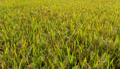 yellow green ear rice field close up