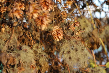 Wild clematis with cones in sunset