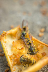 Wasps eating rotten yellow apple fallen on ground. Close up of yellow wasps
