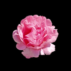 Naklejka premium Beautiful pink rose isolated on a black background