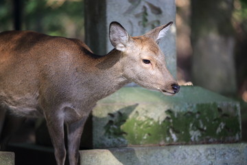 Nara Park in Nara Prefecture, Japan and the scenery of deer living in the park