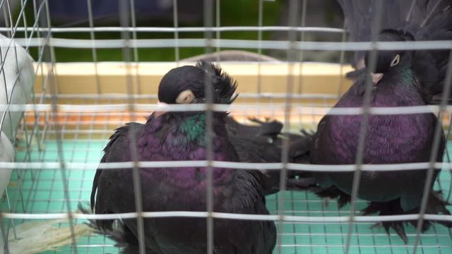 Closeup view of gorgeous beautiful purebred doves in cage. Exhibition and selling of beautiful birds. Real time full hd video footage.