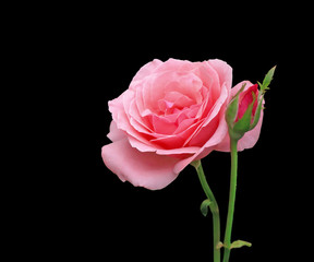 Beautiful pink rose isolated on a black background