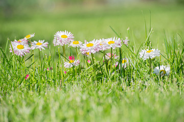 Green grass lawn with daisy flowers