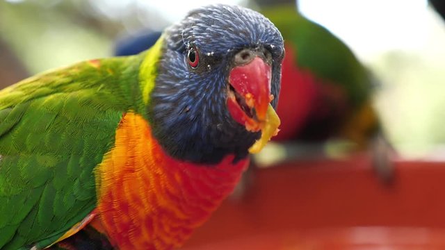 Colorful parrot eat, close up