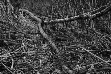 Weide Stamm Umwelt Textur