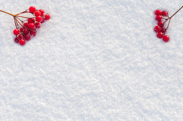 two branches with red berries on white snow in the upper left and right corner of the image top view