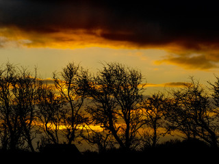 colorful sunrise on a windy morning with black tree silhouettes in the center of the picture