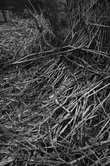 Schilff Natur Hintergrund Textur