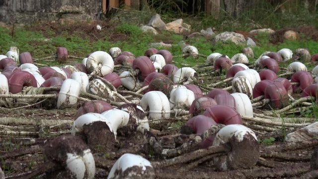 4K Zoom out drying beach buoys in front of a forsaken hut