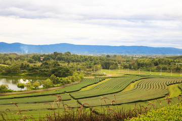 Panoramic view of green tea plantation in sunny light with mountain