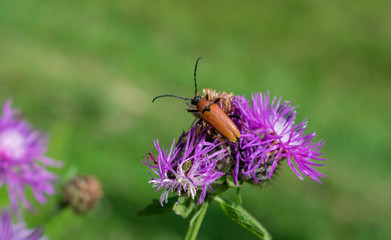 Brown knapweed and red-brown Longhorn Beetle (Stictoleptura rubra), ant, Misumena vatia (flower spider), Lygus lineolaris (tarnished plant bug)