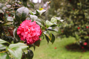 Beautiful red camellia flower with leaves in the garden, camellia flower blooming during spring...