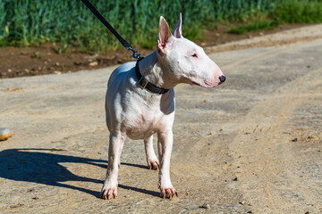 Bullterrier an der Leine