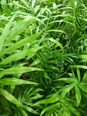  close-up of beautiful, bright, green plants in the garden