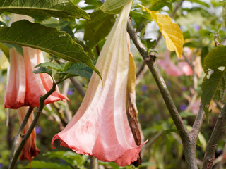 (Brugmansia x candida 'Rosea') Grande fleur pendante en corolle à rebords lobés et pointus de...