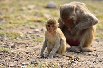 Naklejka premium Baby Macaque under mum's supervision