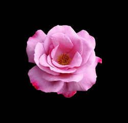 Beautiful pink rose isolated on a black background