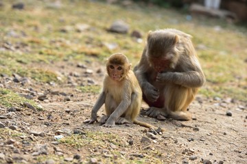 Baby Macaque under mum's supervision