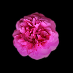 Beautiful pink rose isolated on a black background