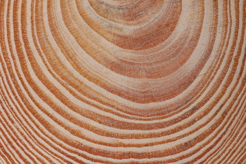 Fototapeta na wymiar Cross section of tree trunk background and texture
