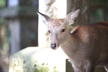 Nara Park in Nara Prefecture, Japan and the scenery of deer living in the park