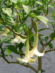  Grandes fleurs pendantes en corolle à rebords lobés et pointus de l'arbuste Brugmansia rose ou...
