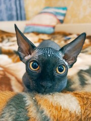 Sphynx cat © Сергей Цыганков