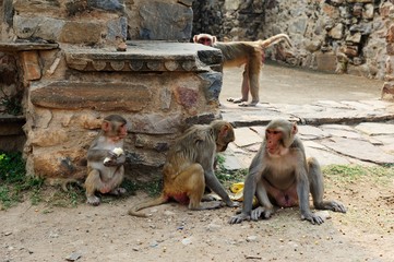 Family group of Macaque collecting seeds