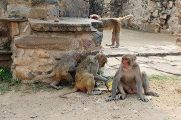 Family group of Macaque collecting seeds