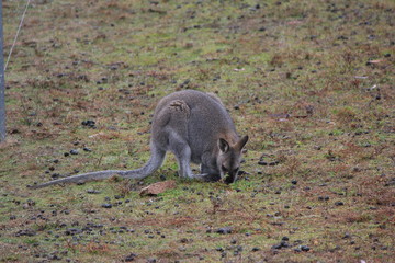 Macropus giganteus kangaroo in Australian Outback, Down under © Sarah