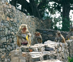 Young Macaque eating bananas on a wall