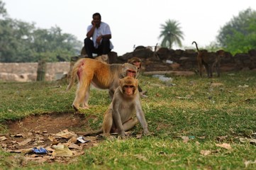 Fototapeta na wymiar Macaque watching the photographer