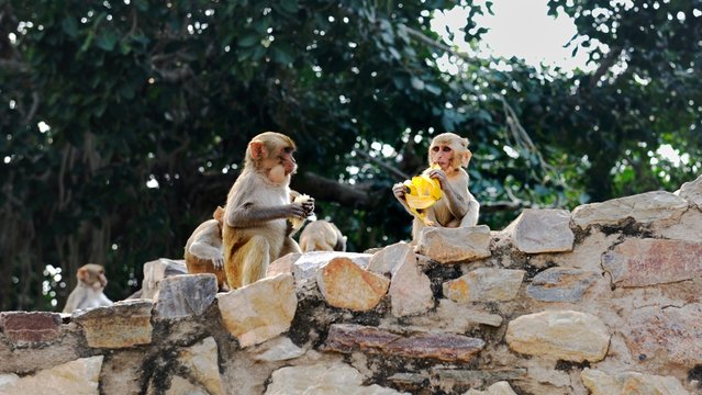 Young Macaque eating bananas on a wall