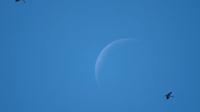 Flock of Asian Openbill birds against waning crescent of the moon