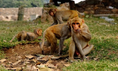 Macaque watching the photographer
