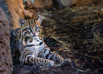 Ocelot lying on the ground