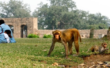Macaque watching the photographer