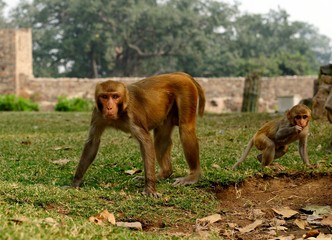 Macaque watching the photographer