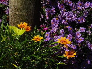 flowers in the garden