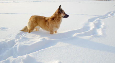 dog in the snow