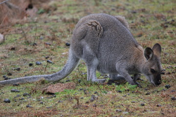 Macropus giganteus kangaroo in Australian Outback, Down under © Sarah