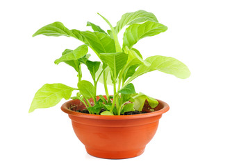 Green tobacco plant isolated on white background